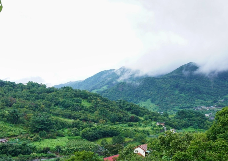 Uttaranchal TGFOP1 TGFOP1 Arcadia Superfine Teeanpflanzung.