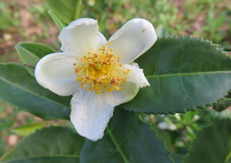 Vietnam Phu Tho eine Teeblüte in weiß am Teestrauch.