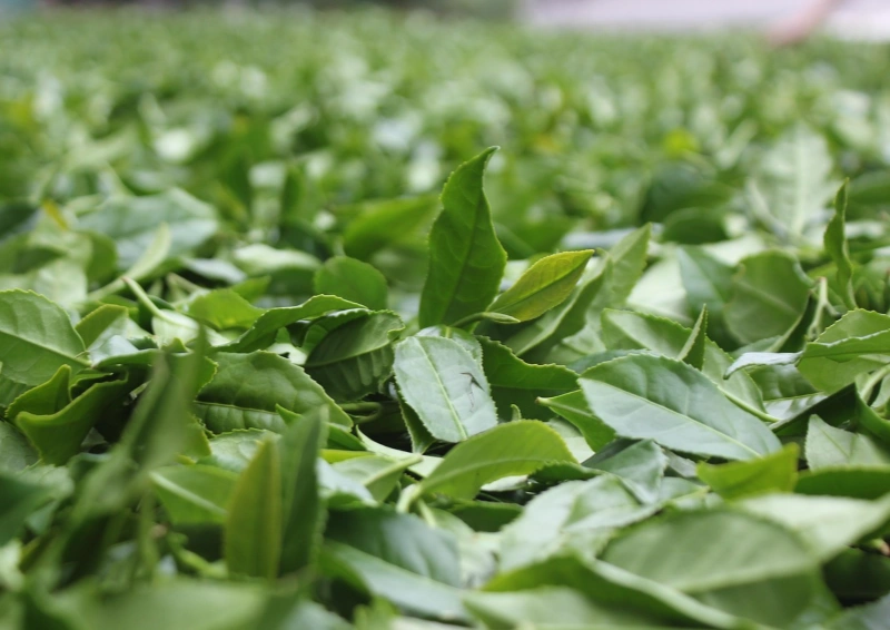 Vietnam Sencha ein Blick über das Teefeld.