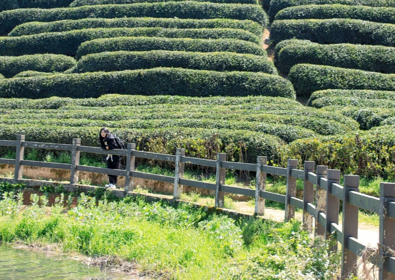 Vietnam Shan Tuyet Suoi Giang Weg im Teefeld.