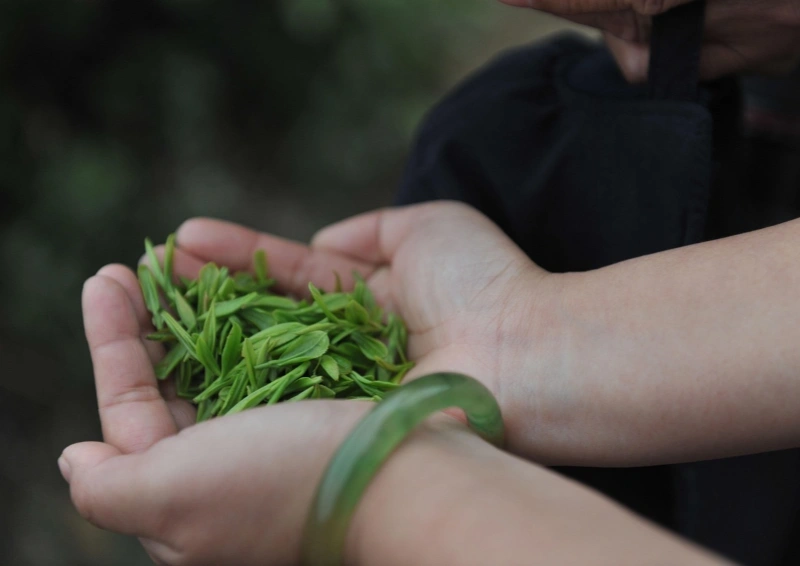Xi Hu Long Jing Celestial wird in Händen dargereicht.