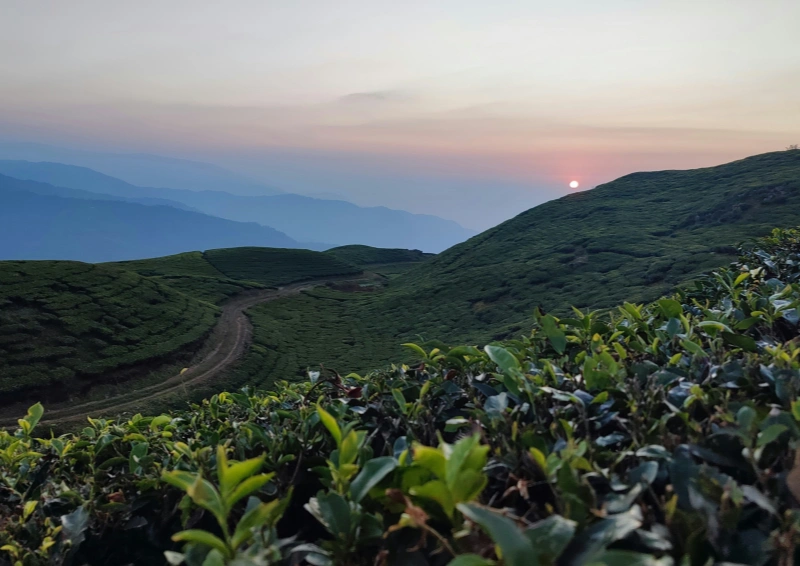 Xi Hu Long Jing Imerial, Blick in Abendstimmung über das Teefeld.