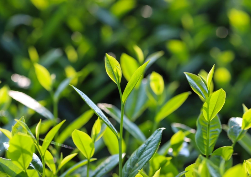 Teeblätter in Nahaufnahme frisch von Yunnan Oriental Beauty.