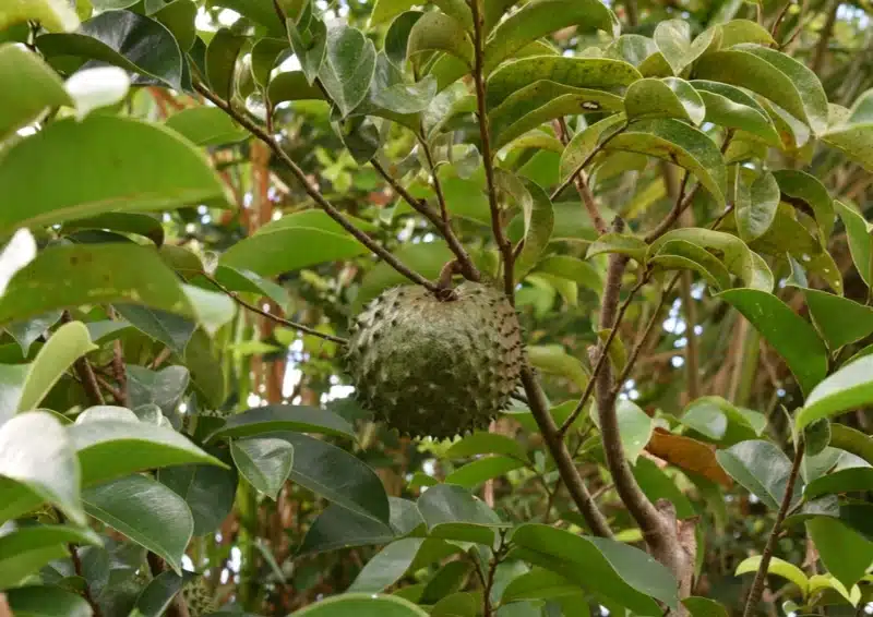 Graviola Tee Zubereiten aus der Frucht und den Blättern die am Buam hängen.
