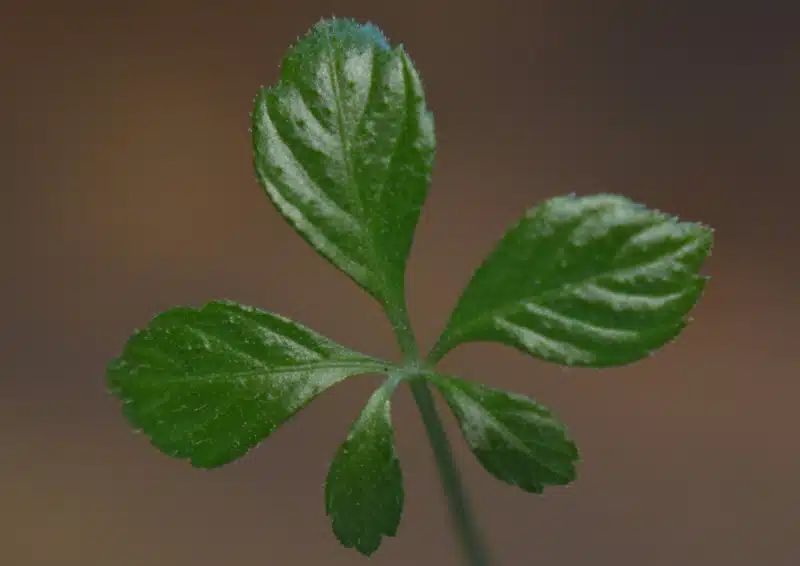 Jiaogulan ein grünes Blatt der Pflanze.