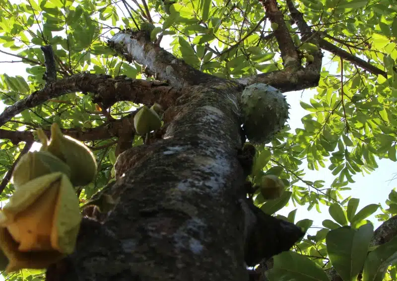 Begleitende Möglichkeiten bei Krebs mit Graviola