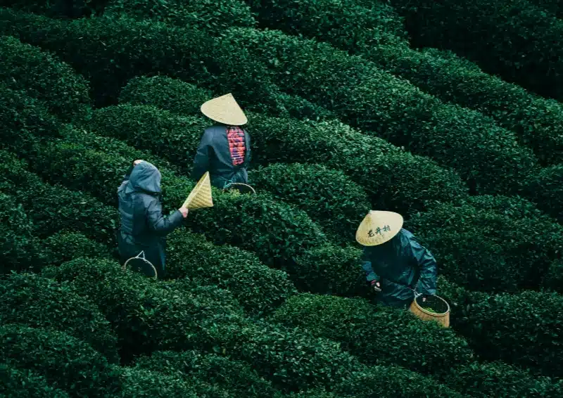 Chinesische Teepflücker bei der Ernte von Imperial Plucking Tee