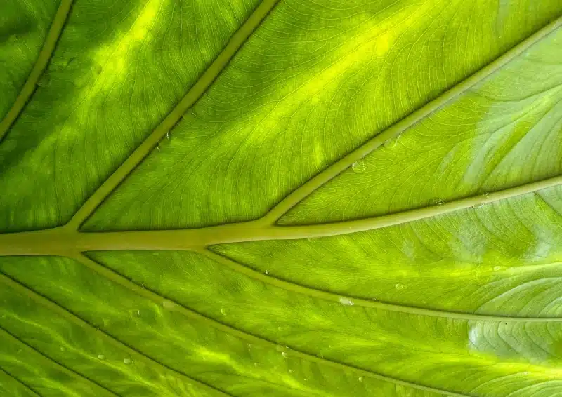 Chlorophyll im Tee ein grünes Blatt