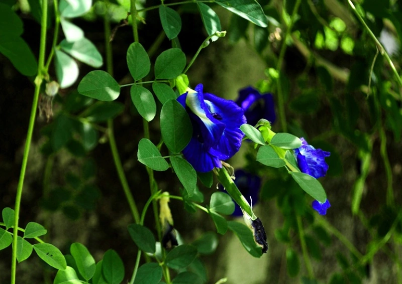 Schamblume Clitoria ternatea blueten