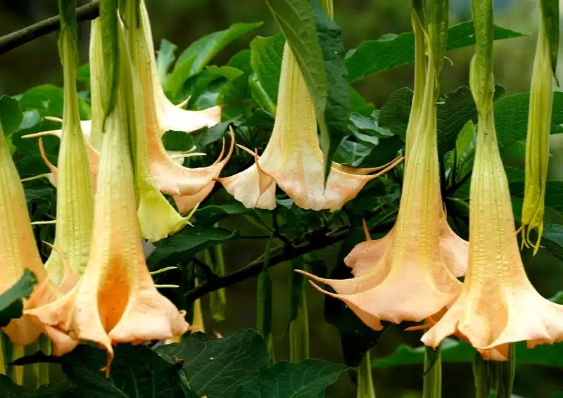 Engelstrompeten Tee - finger weg von den schönen Blüten
