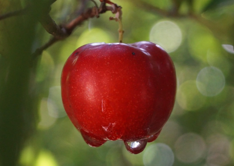 Früchtetee Acerola Kirsche mit saftigen, roten Acerolas