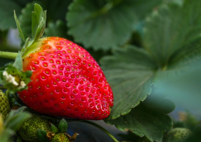 Frische Erdbeeren im der Teesorte Früchtetee Erdbeer Joghurt