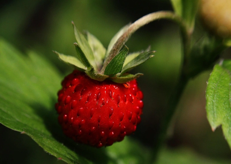 Früchtetee Gartenerdbeere mit saftigen Erdbeeren aus dem Garten