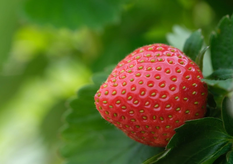 Früchtetee Sonnentee® Erdbeer Orange mit frischen Erdbeeren gemacht 