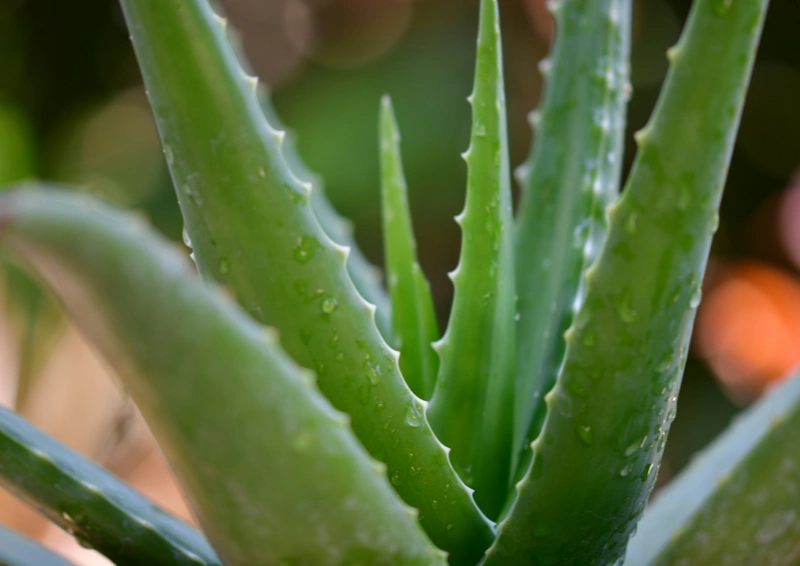 Früchtetee Aloe Vera Beeryfrucht mit Aloe Vera angereichert