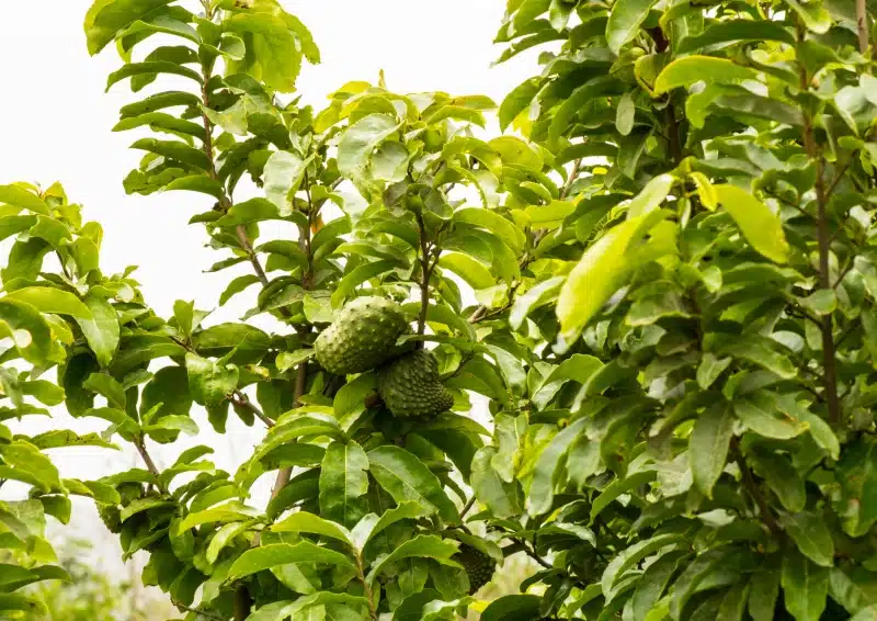 Graviola Baum für– Tee und Nebenwirkungen