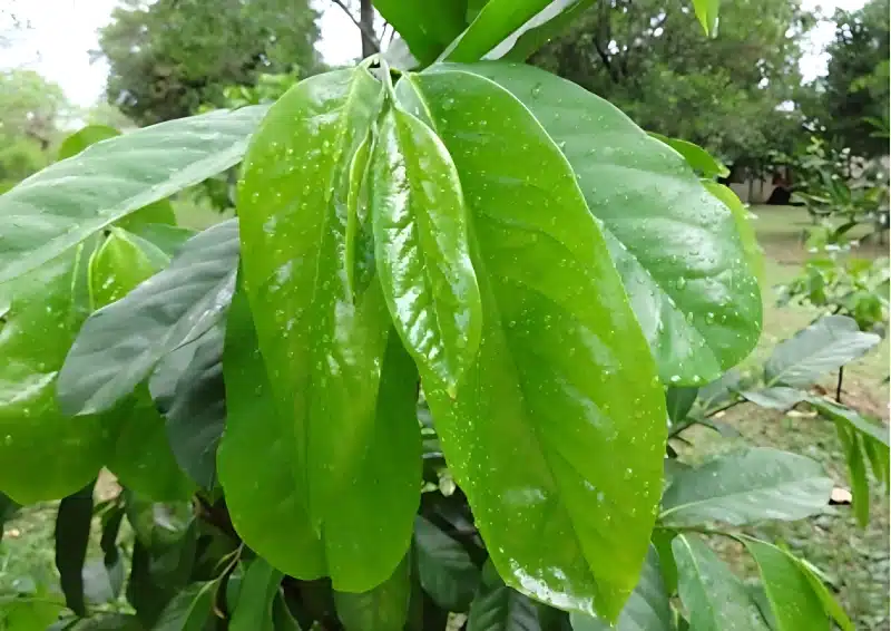 Blätter des Graviola Baums mit Regentropfen