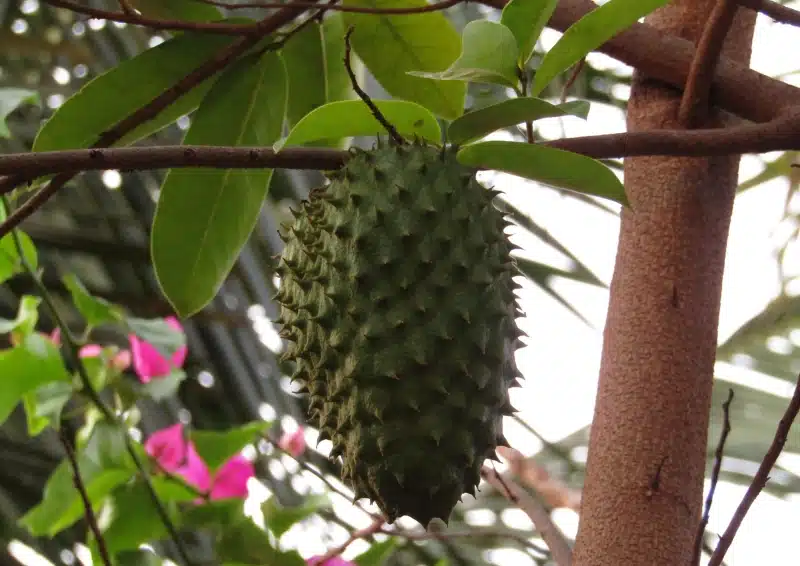 Graviola Blätter und Frucht am Baum