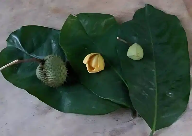 Graviola Erfahrungen Blätter Blüte Frucht