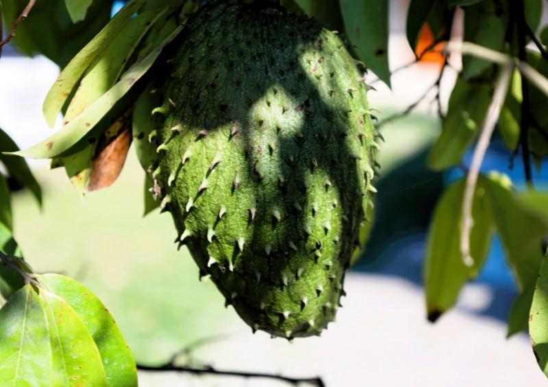 Graviola Pflanze (Annona muricata) – traditionelle Nutzung und Forschung zu Krebszellen