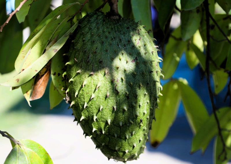 Graviola Tee Wirkung – Blätter der Stachelannone (Annona muricata)