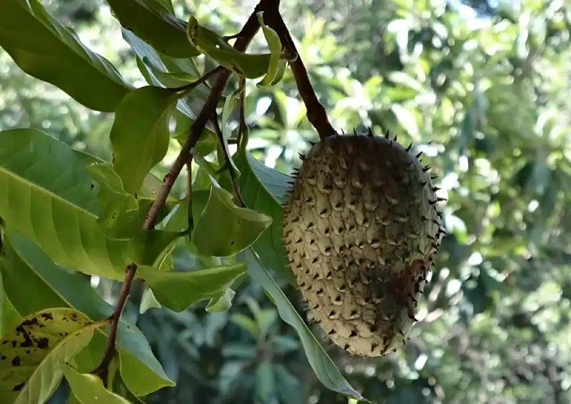 Graviola Frucht am Baum in Südamerika