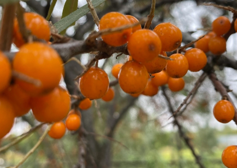 Kräutertee Algen & Mee(h)r mit Sanddornbeeren