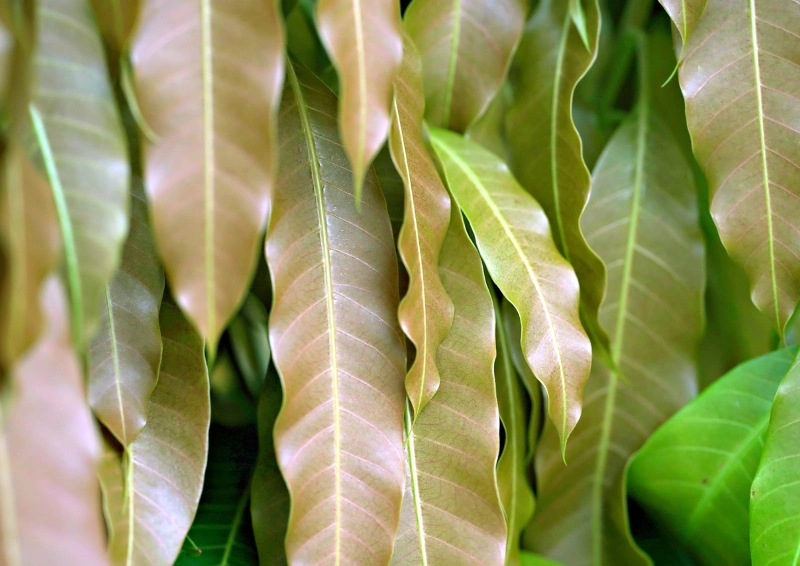 Mango-Blätter-Tee schattierte Mangoblätter