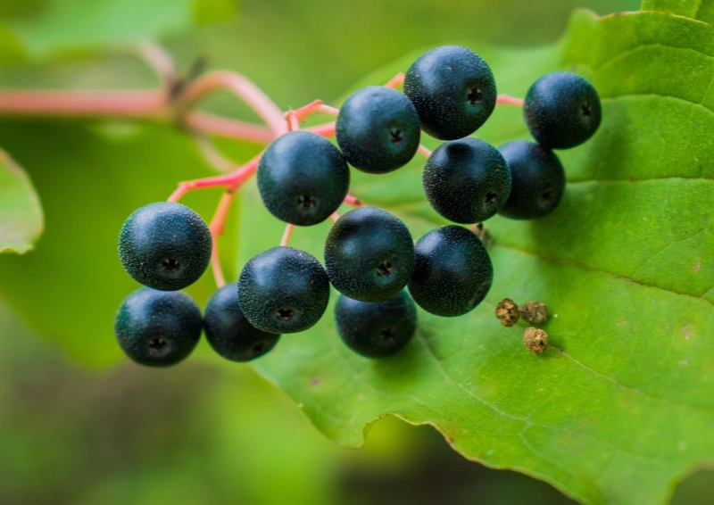 Holunderbeeren am Strauch für Oolong Beerenhexe Tee