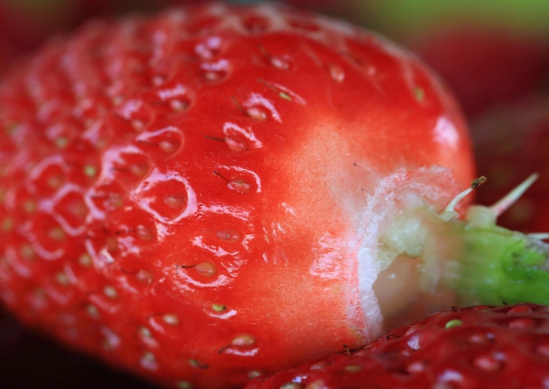 Grüntee Sencha Juicy Tee mit frischen Erdbeeren
