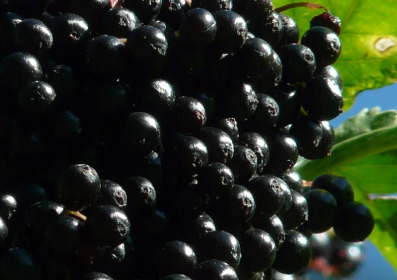 Frische Holunderbeeren für Schwarztee Holunder Erdbeer