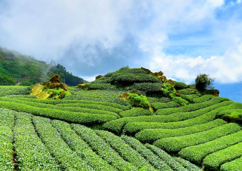 Grüne Teepflanzen auf einer Teeplantage – Anbau von hochwertigem losem Tee