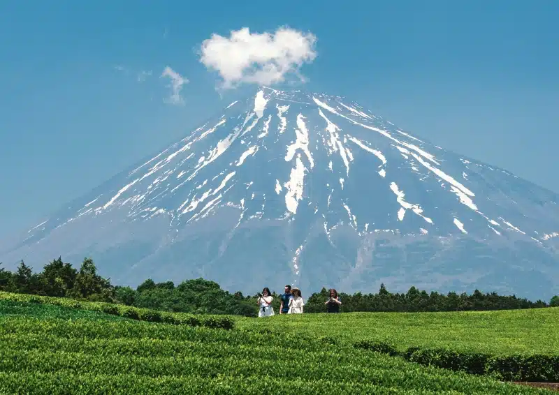 Japanische Teezeremonie – Teefeld vor Berglandschaft