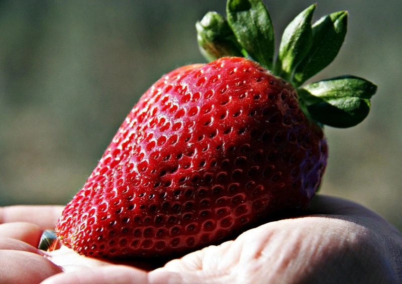 Weißer Tee Erdbeerwinter mit frischen Erdbeeren im Tee