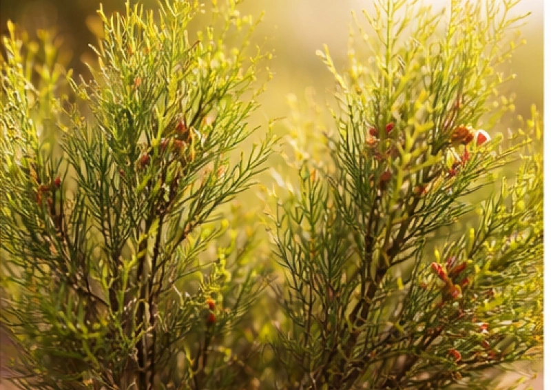 Wie alt wir ein Rotbusch Teestrauch