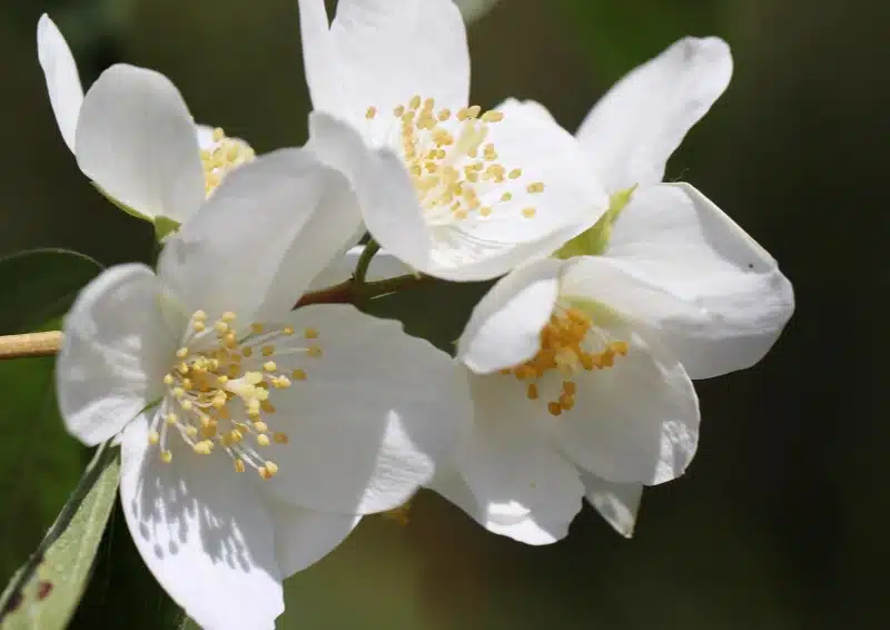 Frische Jasminblüten für den Geschmack von China Jasmin Bai Mao Huo