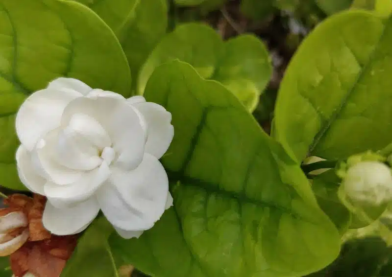 Frische Jasminblüten für den Geschmack von China Jasmin Jade