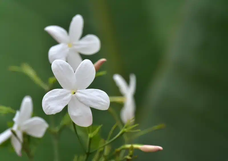 Weiße Jasminblüten für die Teesorte China Jasmin Dragon Pearls
