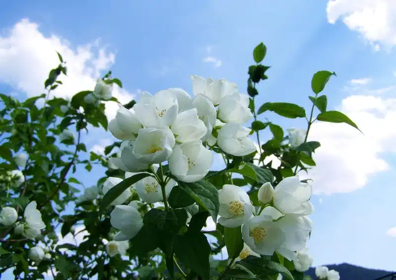China Magnolia – Grüner Tee mit zarten, weißen Magnolienblüten