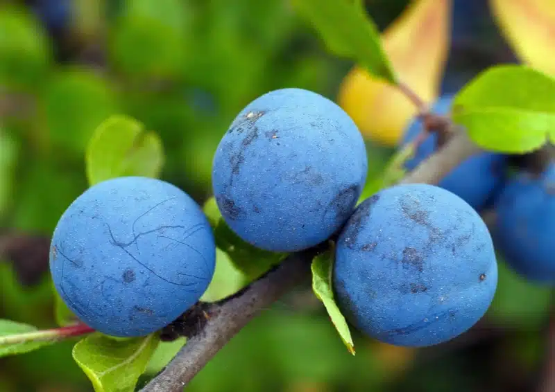 Frische Schlehen in der Teesorte Früchtetee 12 Beeren