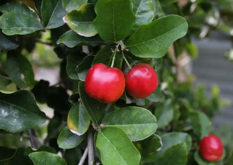 Früchtete Aktiv Fit ist eine Teesorte mit Acerola Kirschen