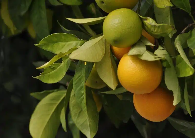 Frische Apfelsinen für vollen Geschmack im Früchtetee Apfelsinentraum