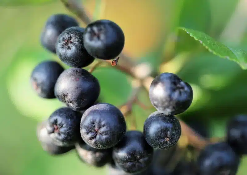 Dunkle Aroniabeeren am Baum für Früchtetee Beerenschmaus