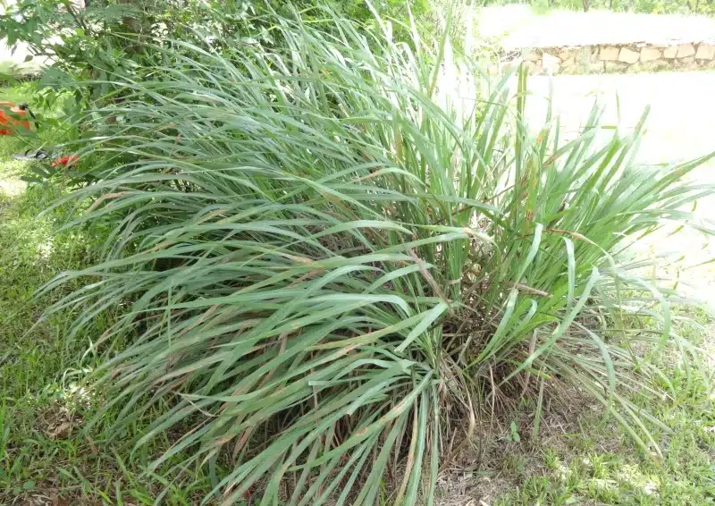 Frisches Zitronengras im Garten für Früchtetee Basar des Orients