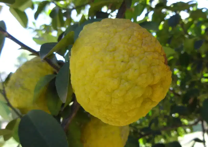 Frische Zitronen am baum für den Früchtetee Lemontree