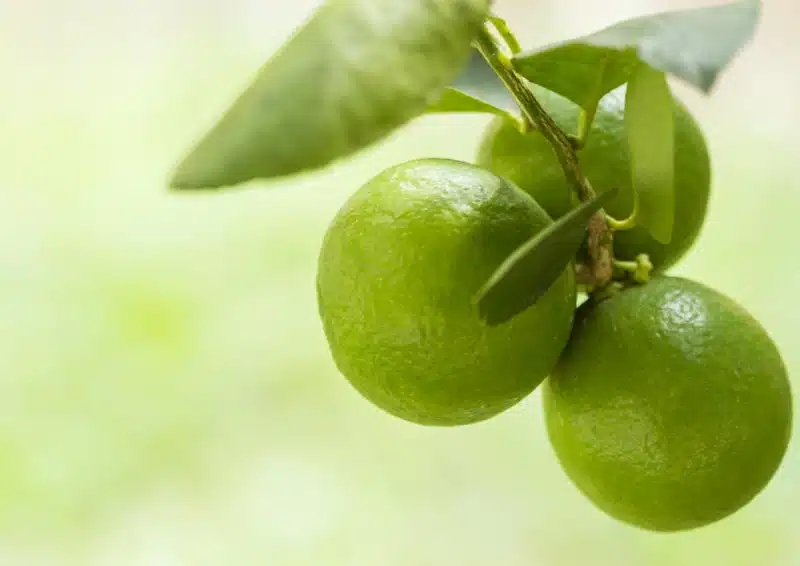 Frische Limetten am Baum für den Früchtetee Limette Petersilie