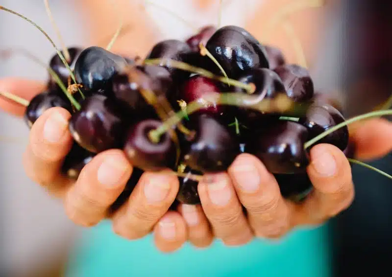 Frische dunke Amarenakirschen im Früchtetee Mandel Wildkirsche