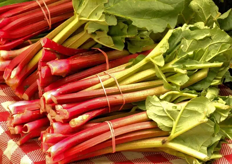 Früchtetee Rhabarber Cup ist mit fruchtigem Rhabarber verfeinert