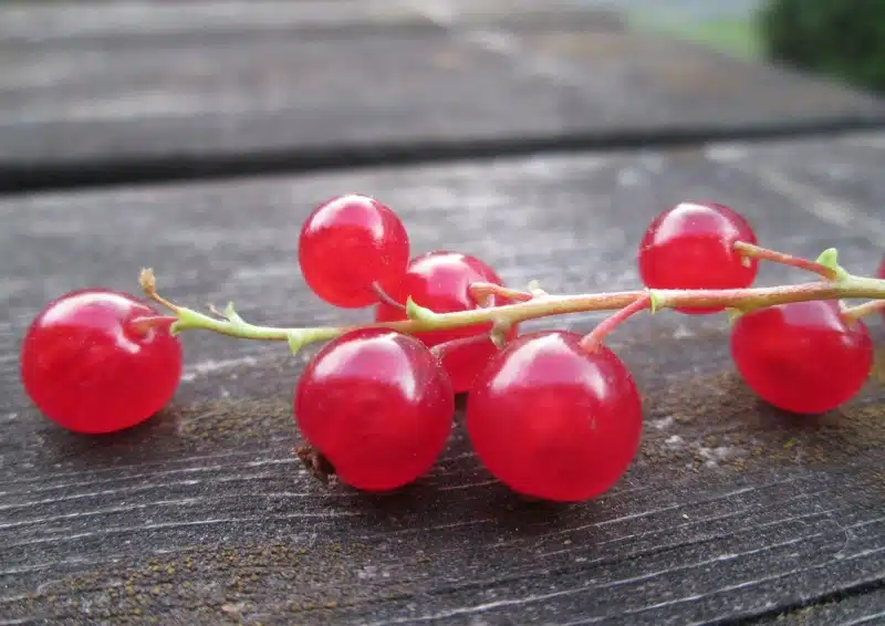 Rote Johannisbeeren sind in dem Früchtetee Rote Johanna
