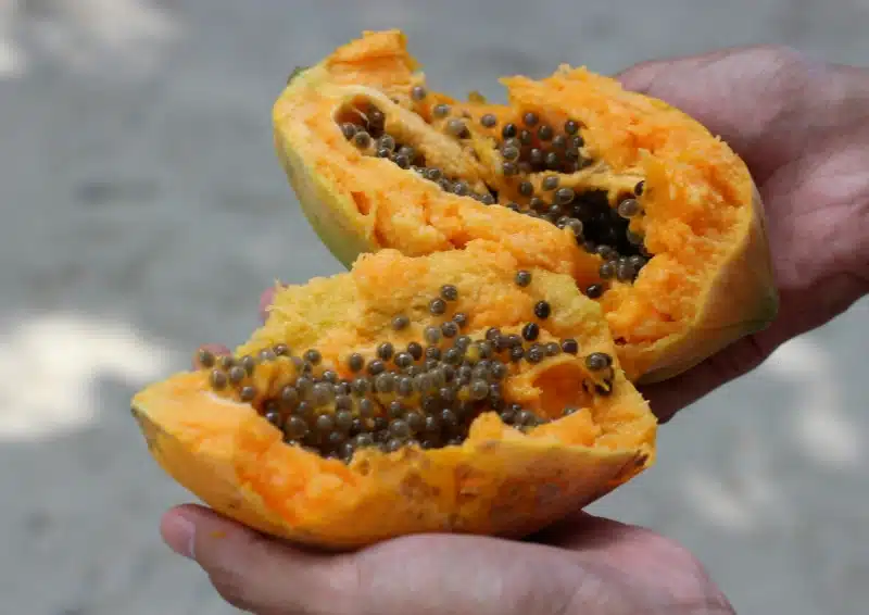 Früchtetee Zauber Brasiliens ist eine bunte Teesorte die Papaya Stücke enthält